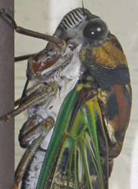Lyric Cicada